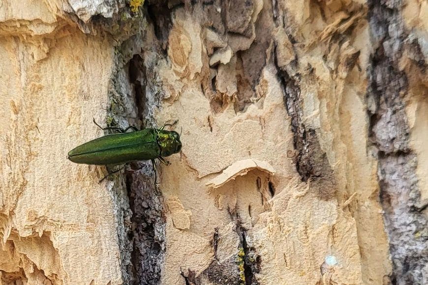 Apply to have your ash tree removed by the city of Wausau
