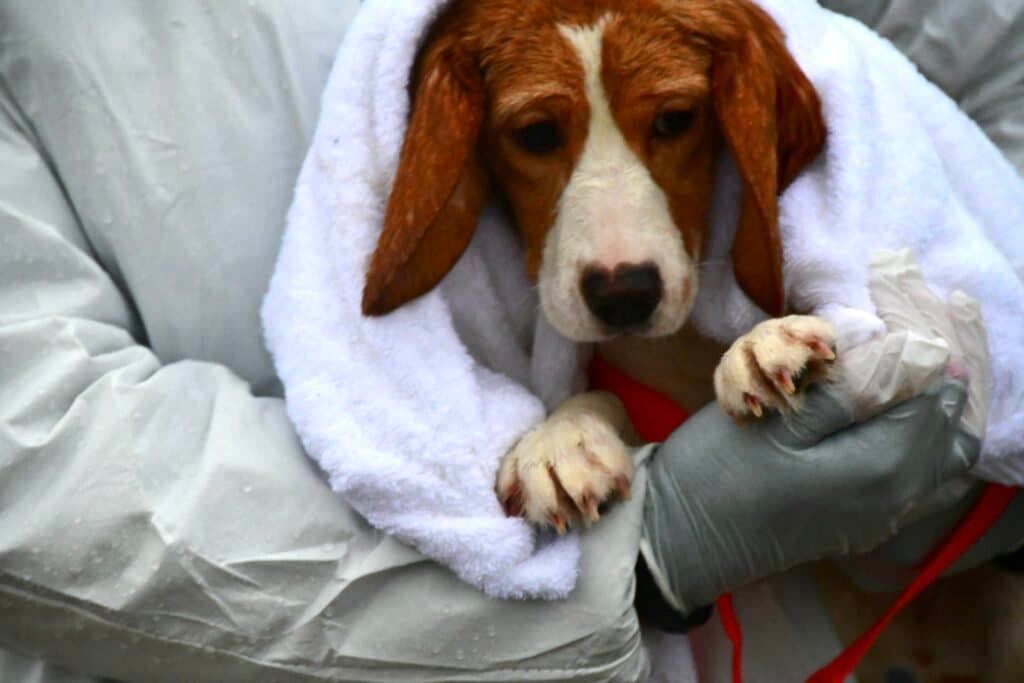 A chapter closes as the remaining Ridglan beagles are freed