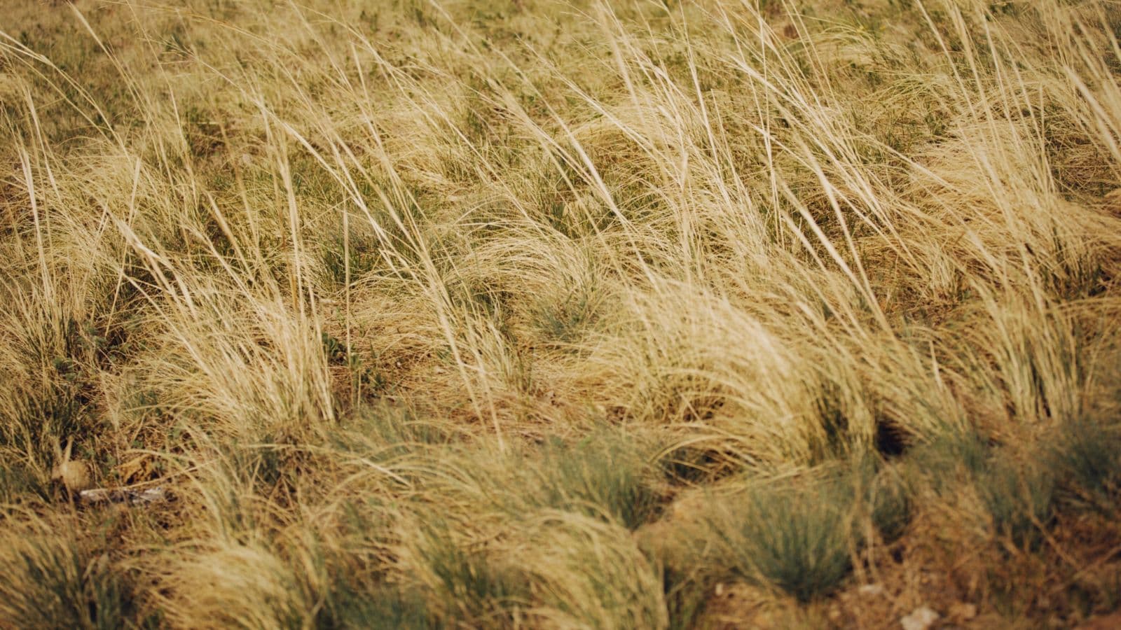 Nearly half of Wisconsin experiencing drought