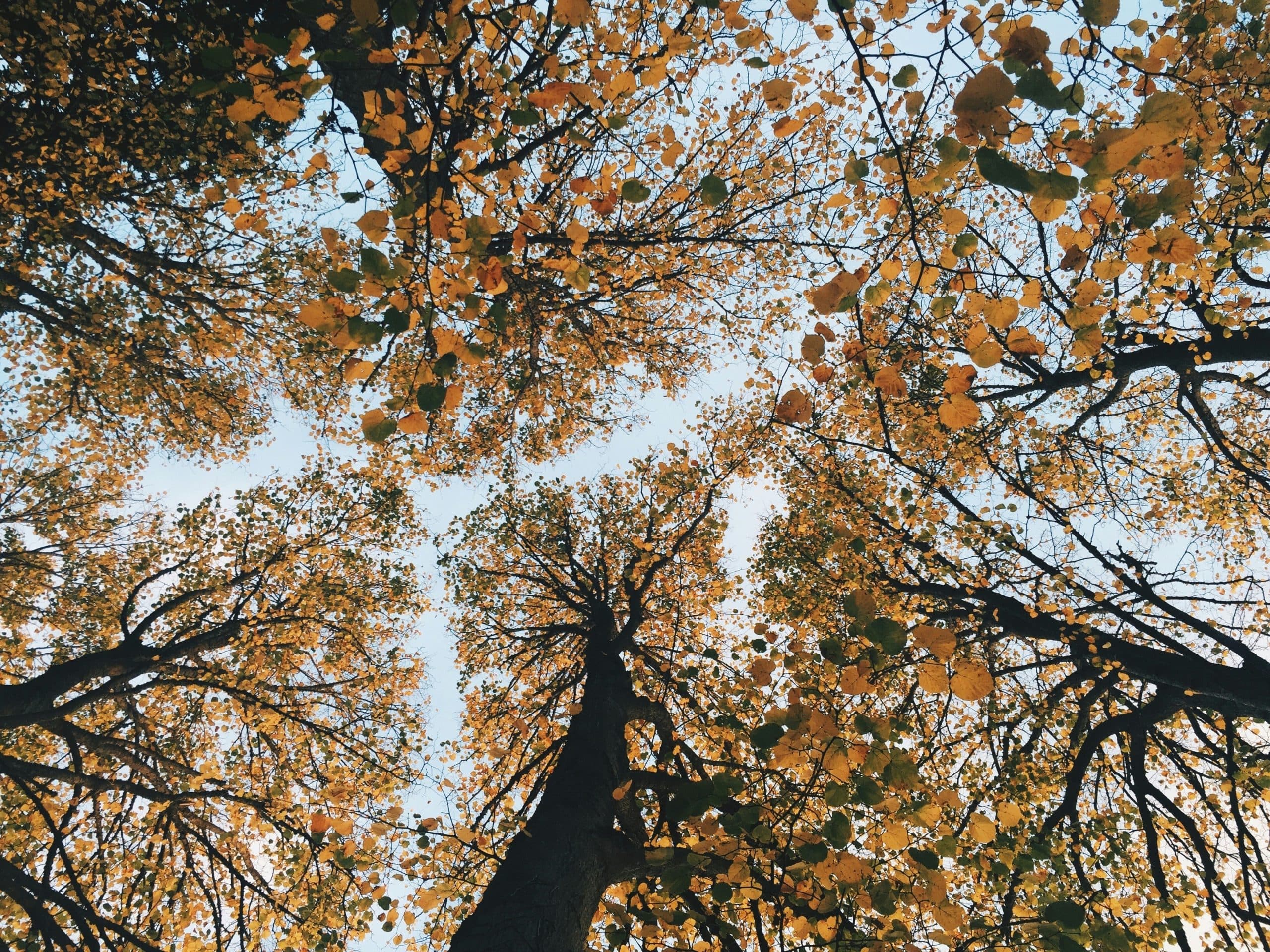 Trimming Trees!