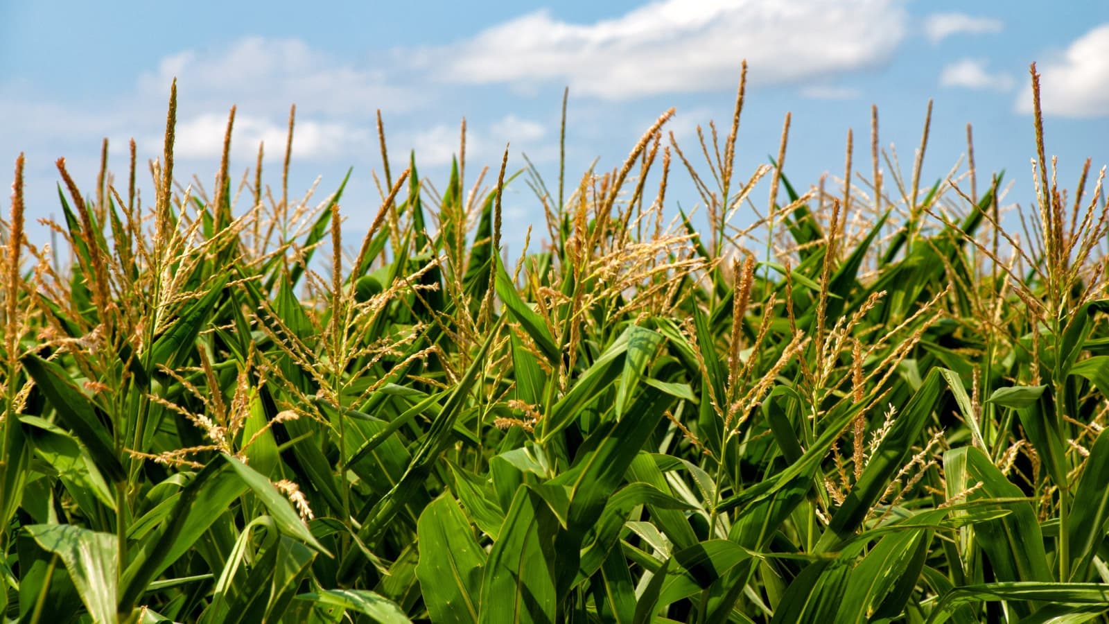 Family farmers call for tougher CAFO regulations in Farm Bill