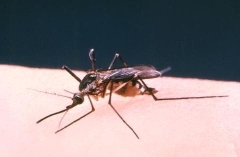 Uh oh, Mosquito!