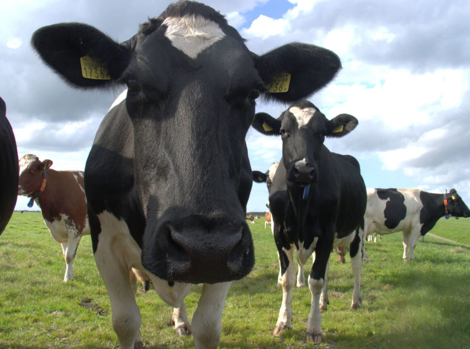 No Lactating Dairy Cattle At the Richland County Fair