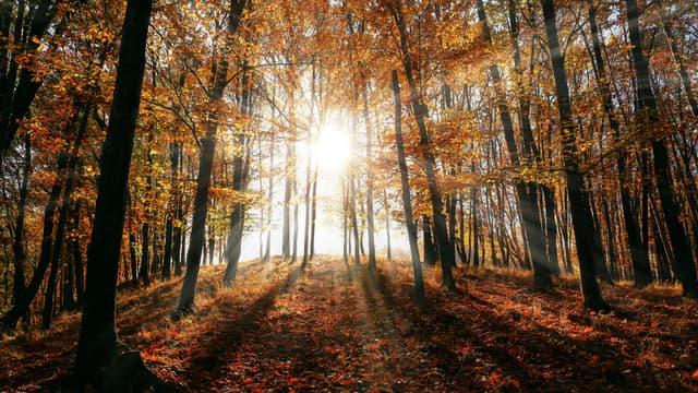 Happy Autumnal Equinox! (Hour 1)