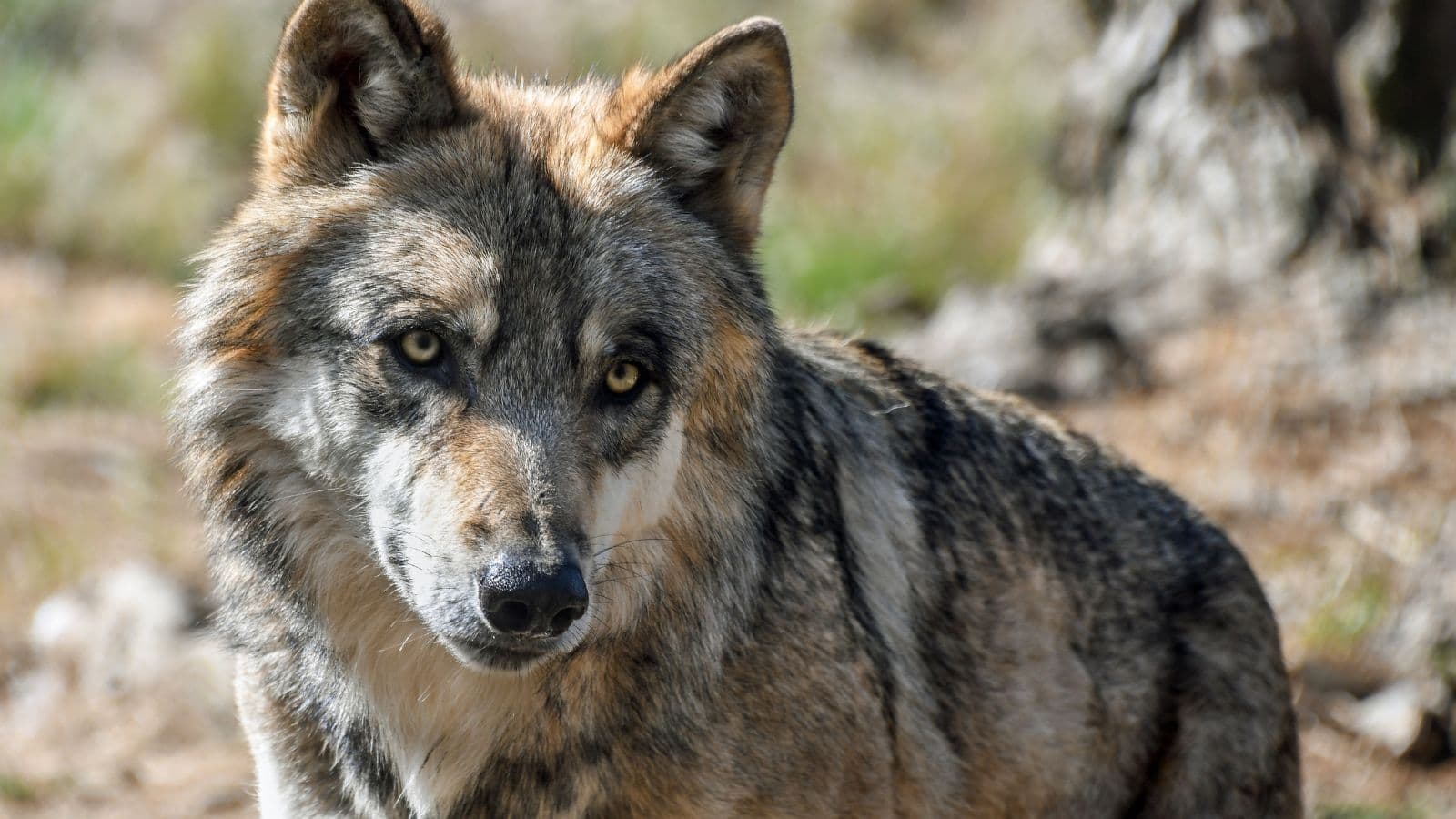 Northern Wisconsin Congressman’s Gray Wolf Bill Advances