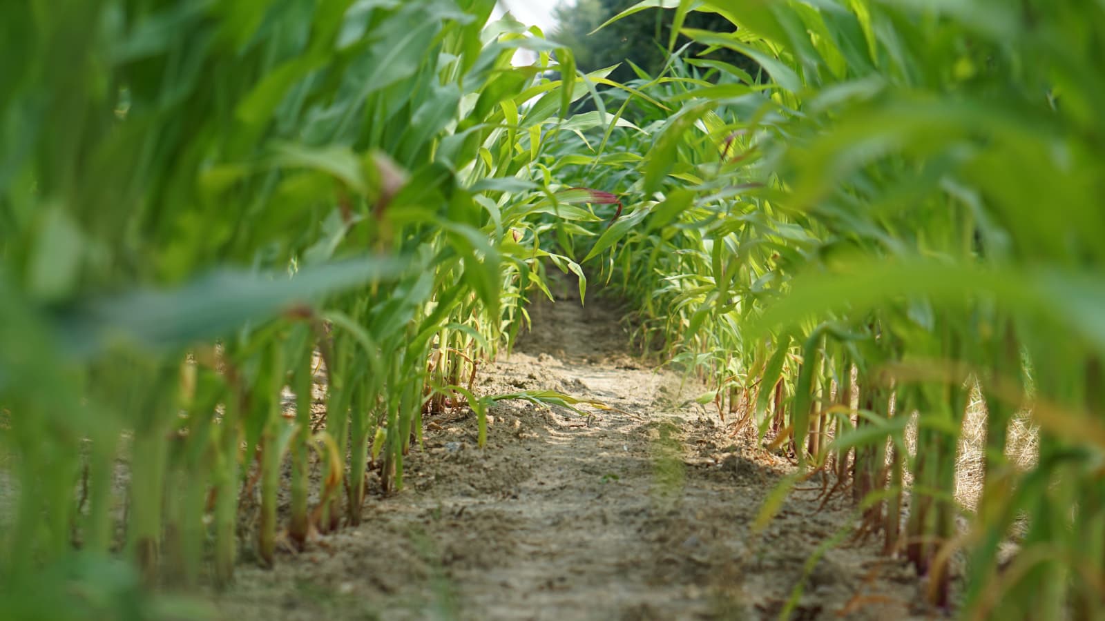 Wisconsin agriculture conservation program yields farmers’ savings