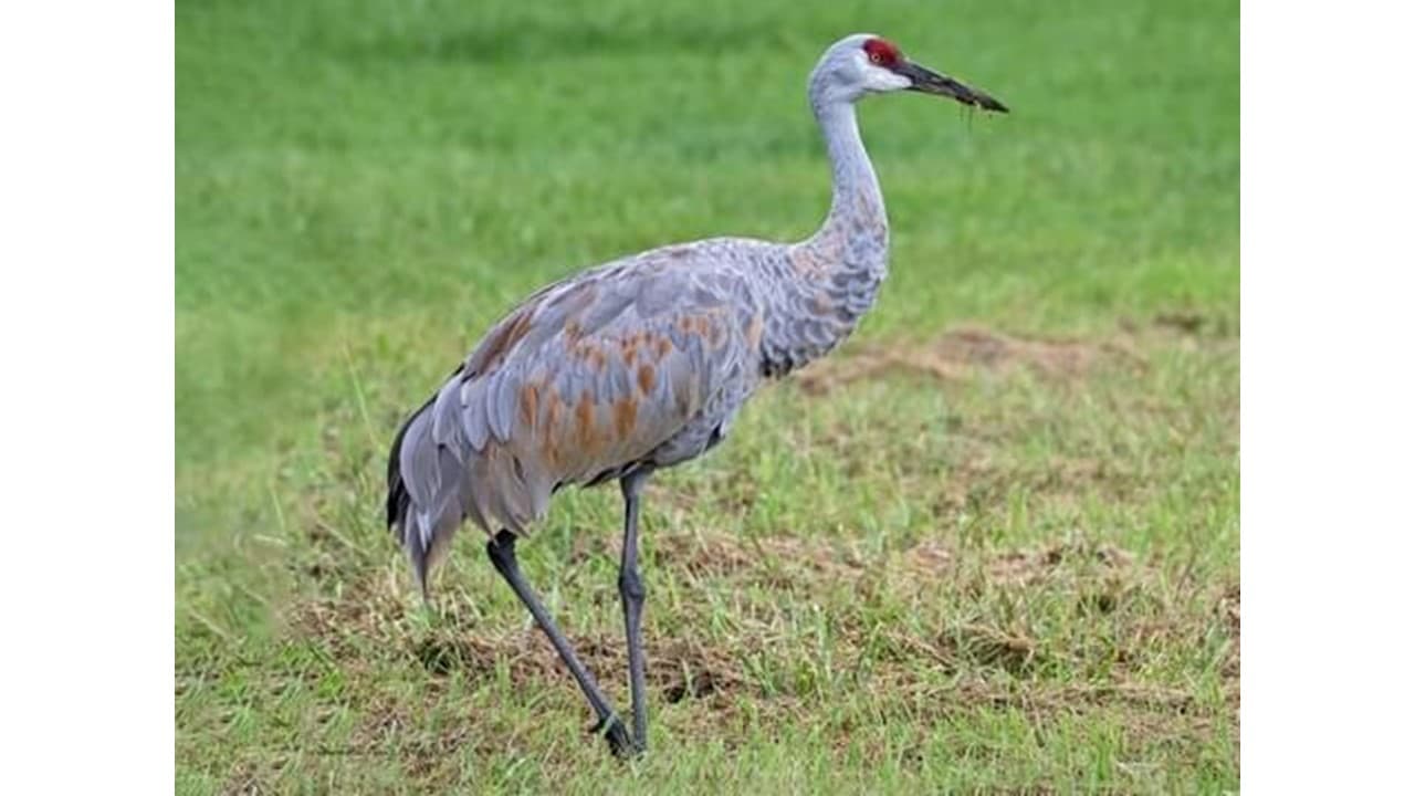 Sandhill Crane hunt gains support