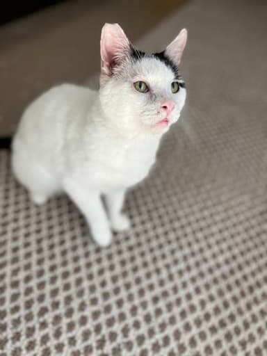 Woody the Cat (Hour 2)