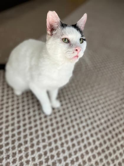 Woody the Cat (Hour 2)