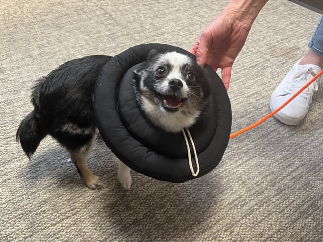 Bonnie Deserves the Best Home(Hour 2)