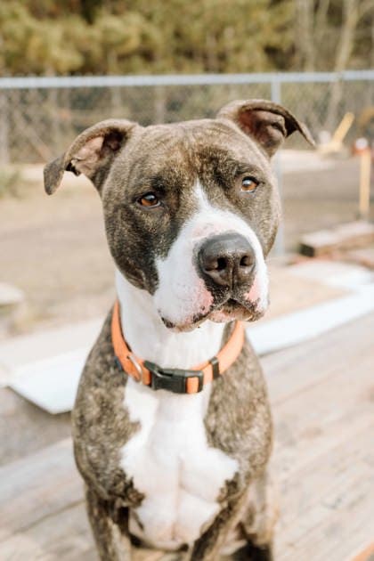 Meet Max! This Week’s Pet of the Week! (Hour 2)