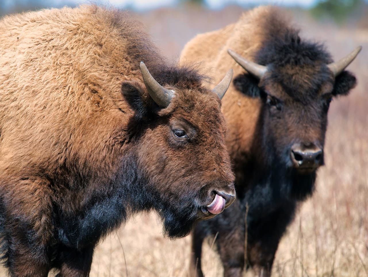 Friends of Sandhill Wildlife Area