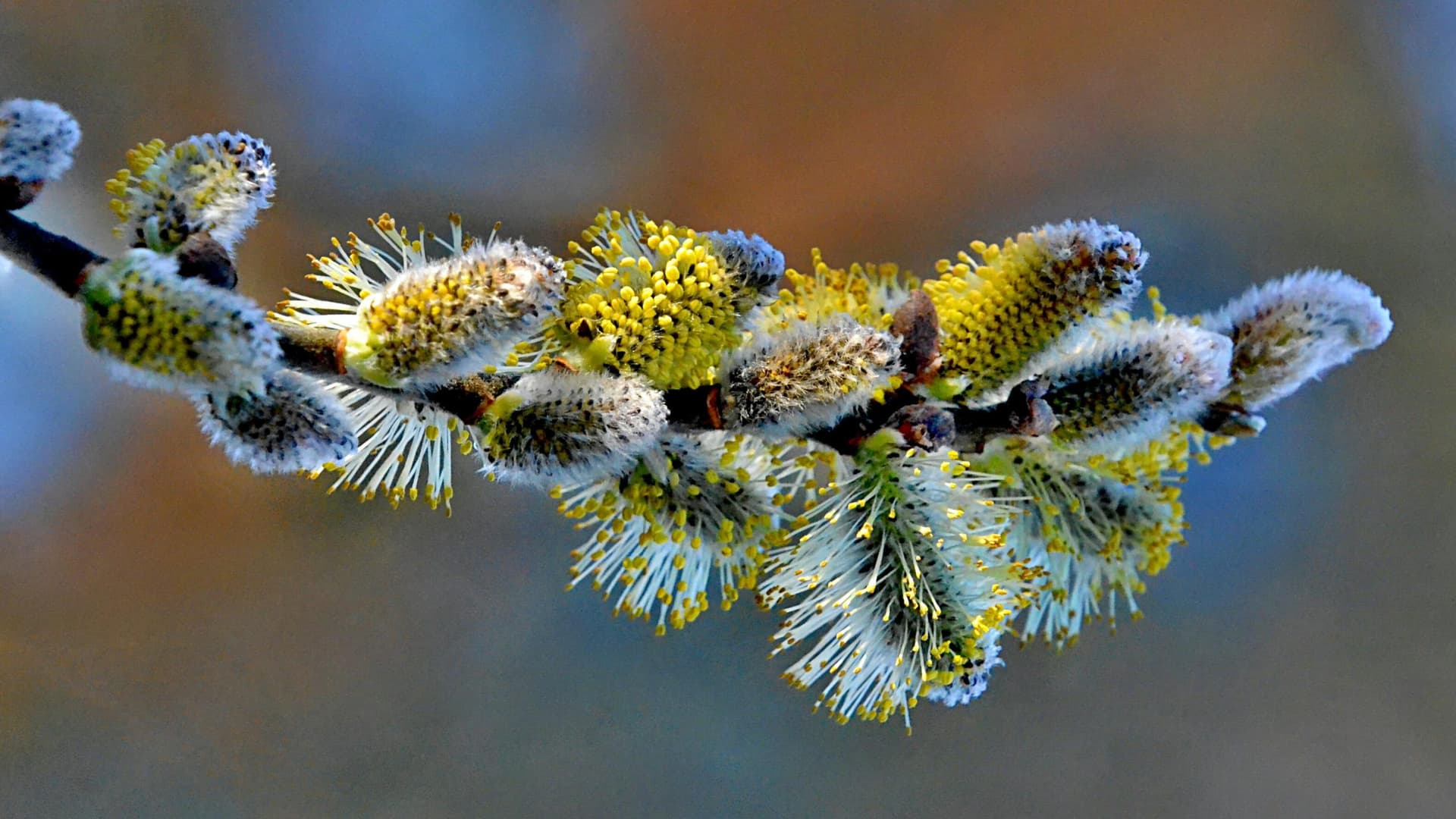 Allergy Season Arrives, Amplified in Wisconsin