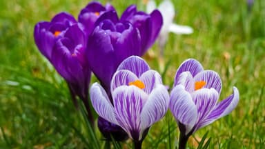 Wood County Master Gardeners July ‘25 Garden Walk