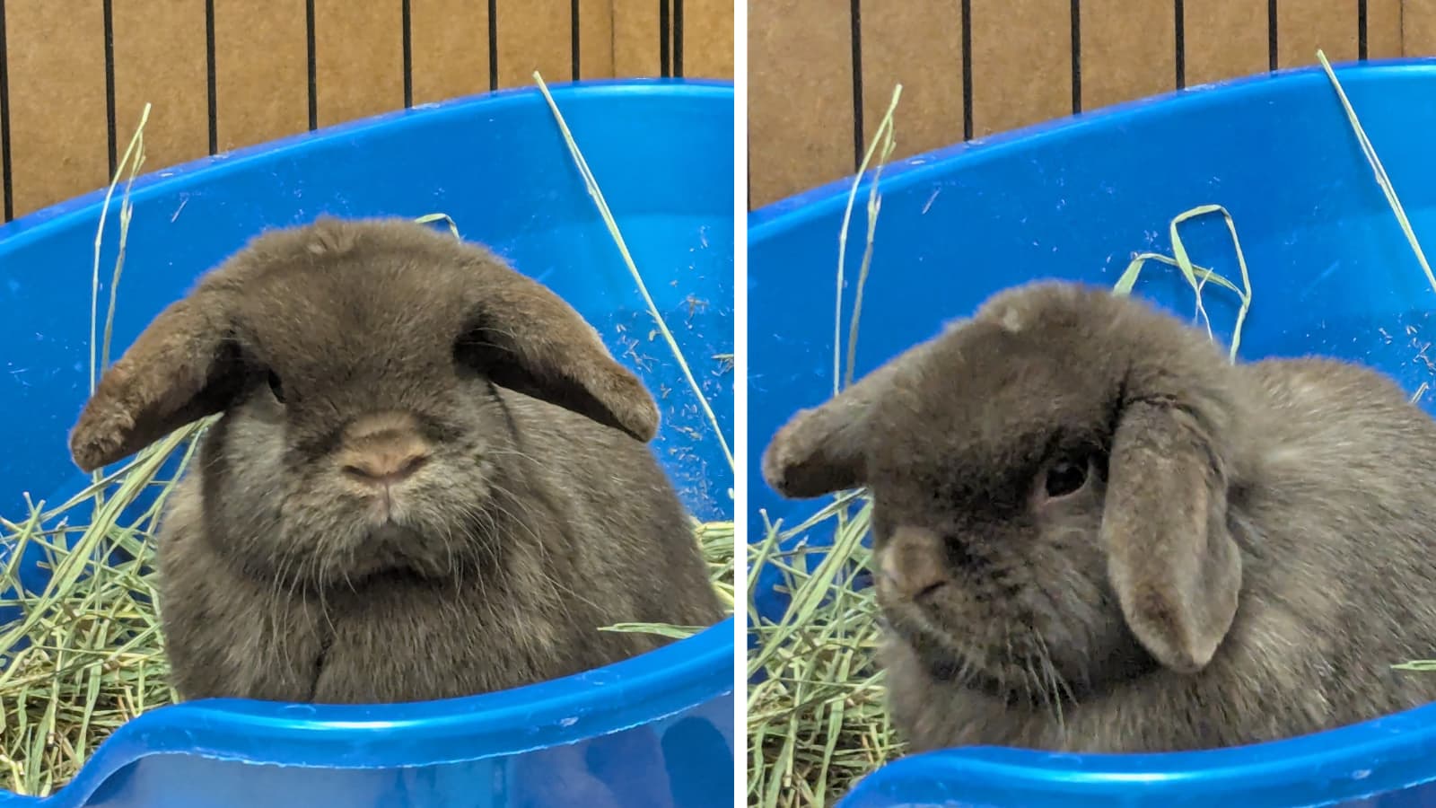 Hop over to OAHS for adoptable bunnies