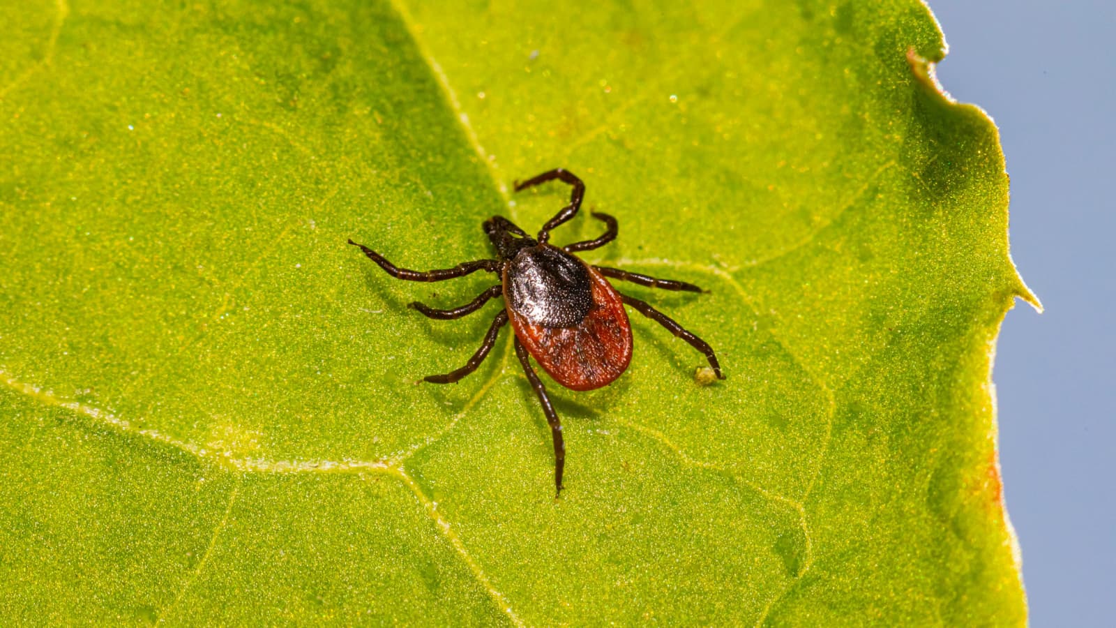 Protect Yourself from Ticks