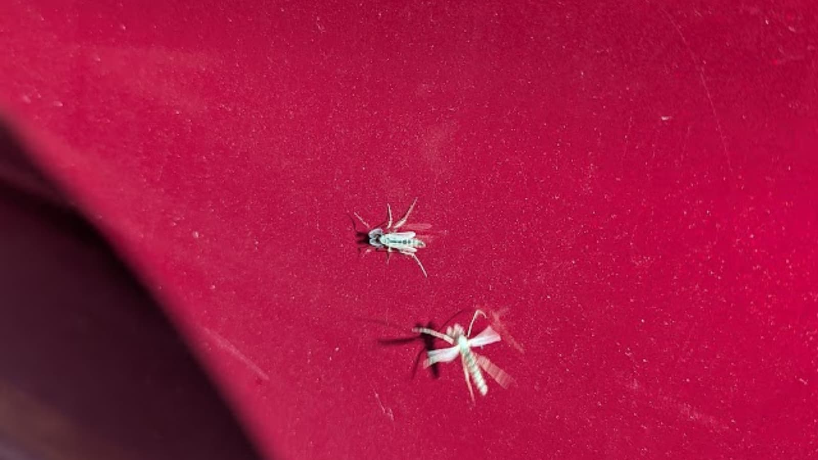 Lake flies return to the shores of Winnebago