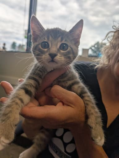 Meet Cupcake! (Hour 2)