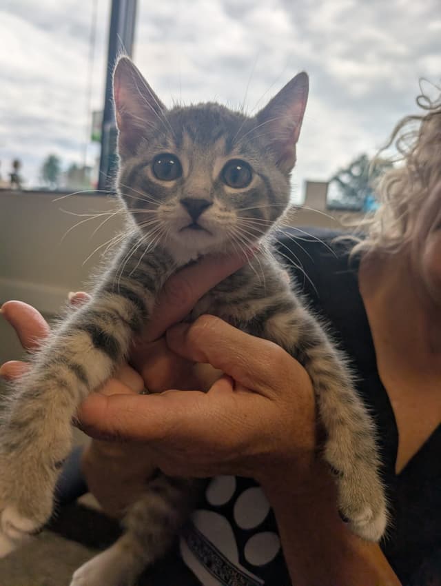 Meet Cupcake! (Hour 2)