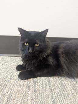Cinder is Such a Lovely Gentleman (Hour 2)