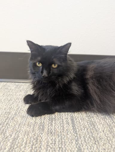 Cinder is Such a Lovely Gentleman (Hour 2)