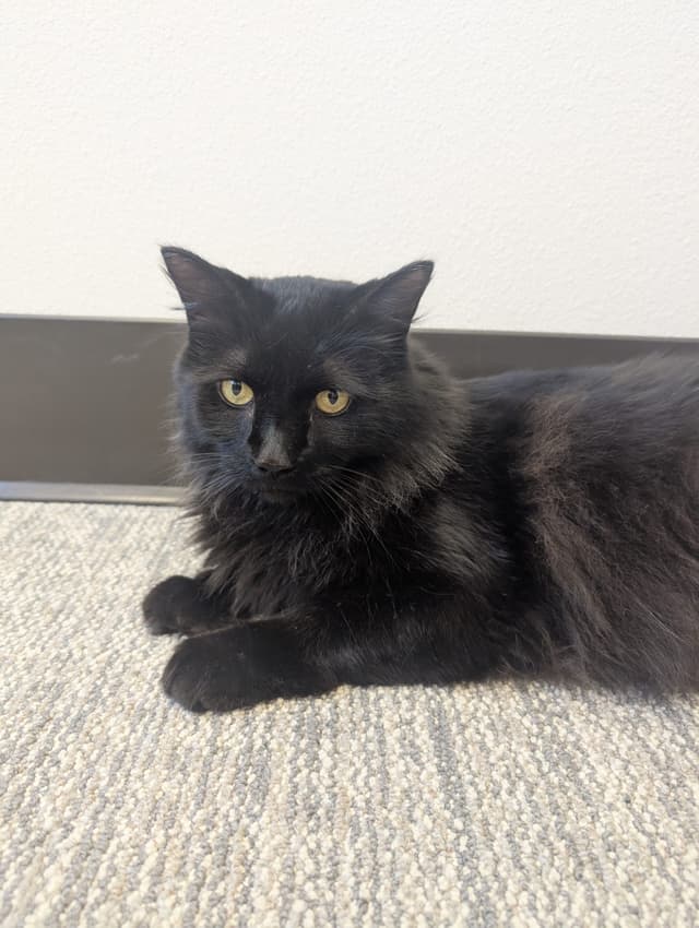 Cinder is Such a Lovely Gentleman (Hour 2)
