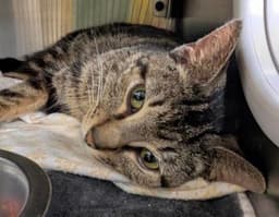 Post Meowlone (Hour 2)