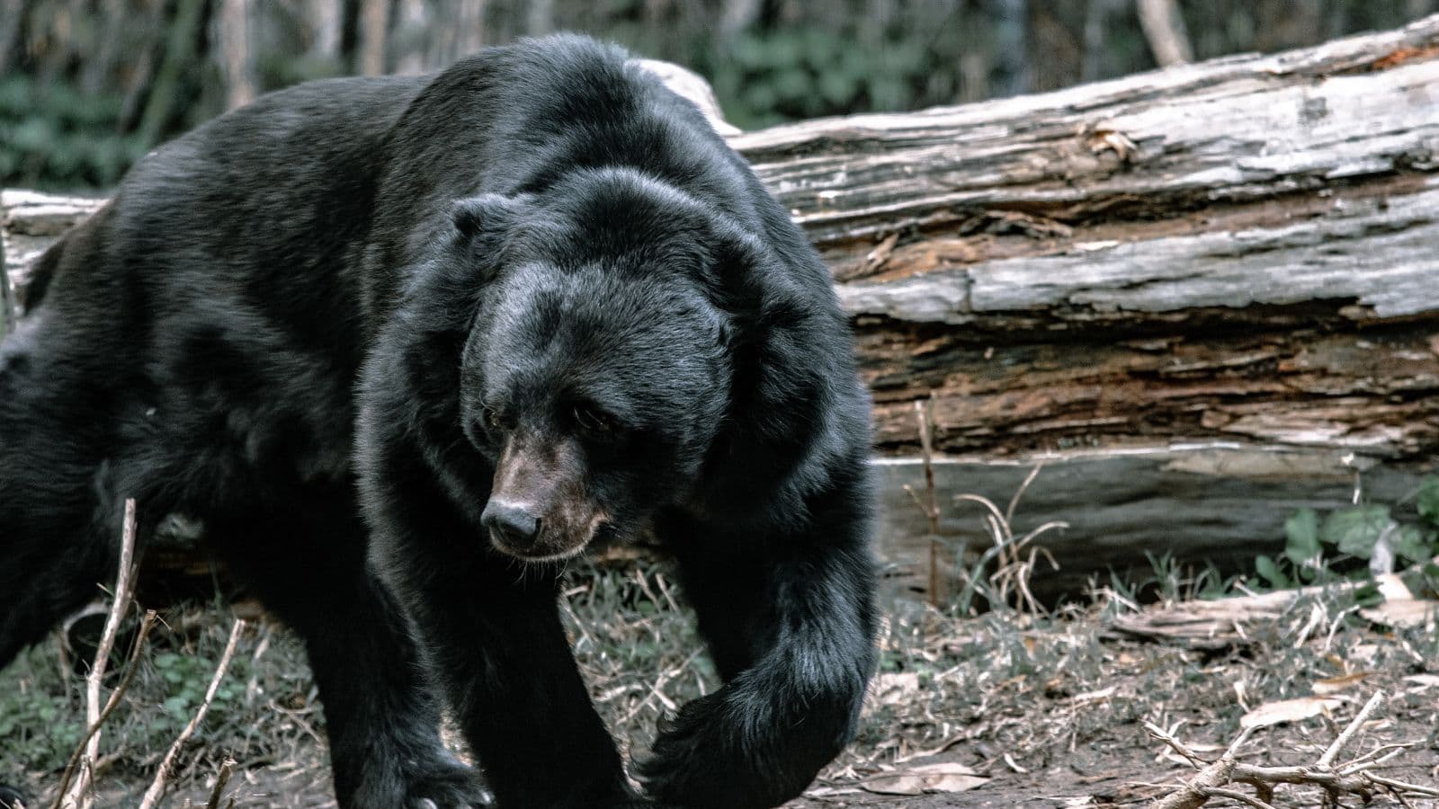 Barron County Woman Attacked by Black Bear Near Comstock