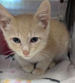 Meet Pennywise the Kitty! (Hour 2)