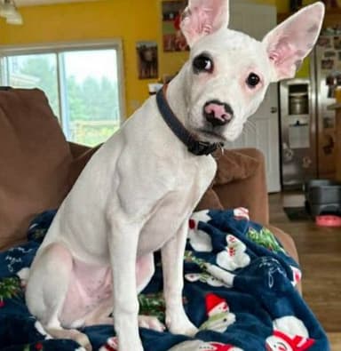 Meet Ace! (Hour 2)