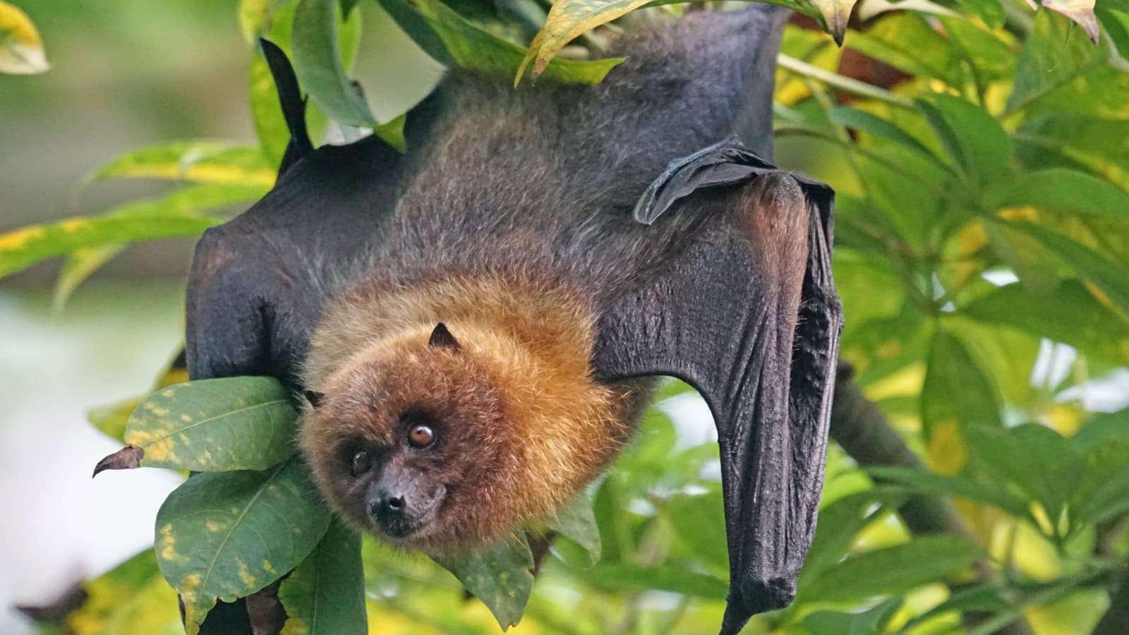Bat Tests Positive for Rabies in Outagamie County