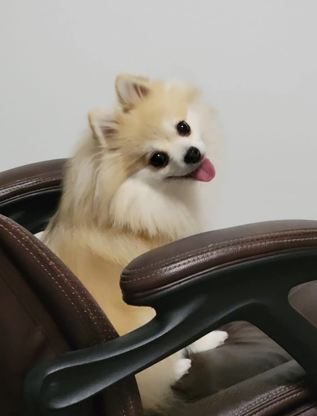 It’s National Dog Day!