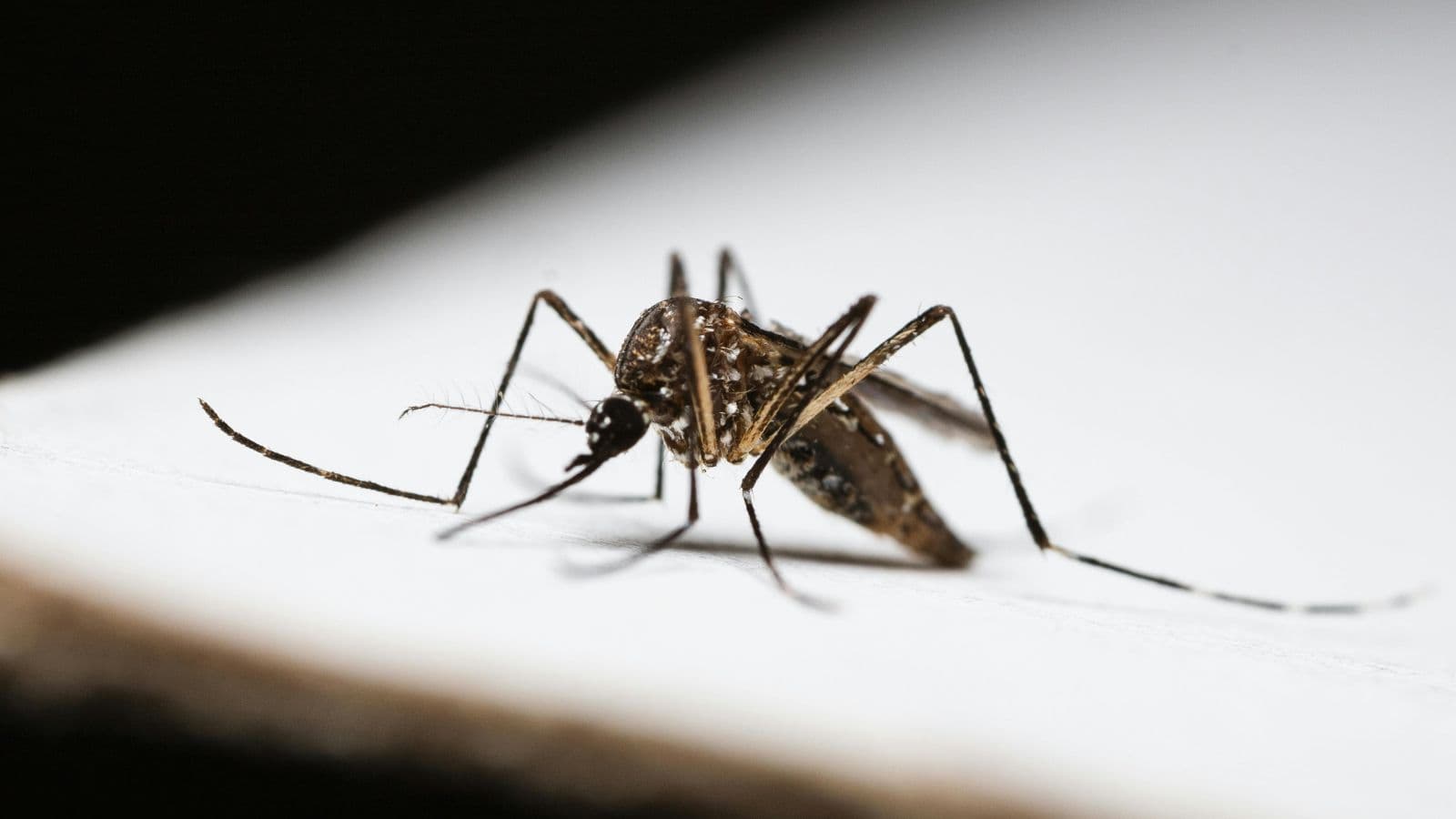 Polk County Confirms Positive West Nile Virus Test in Bird