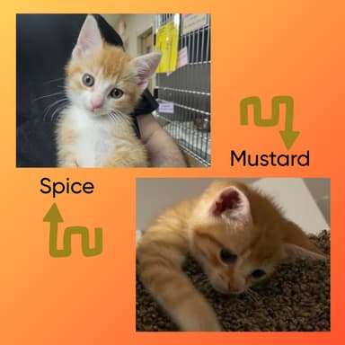 Mustard and Spice! (Hour 2)