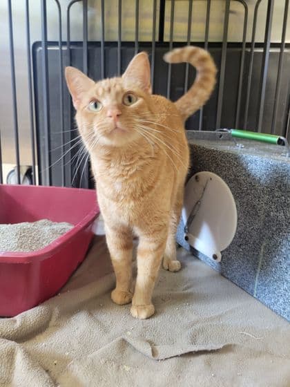 Meet Magnifico! (Hour 2)