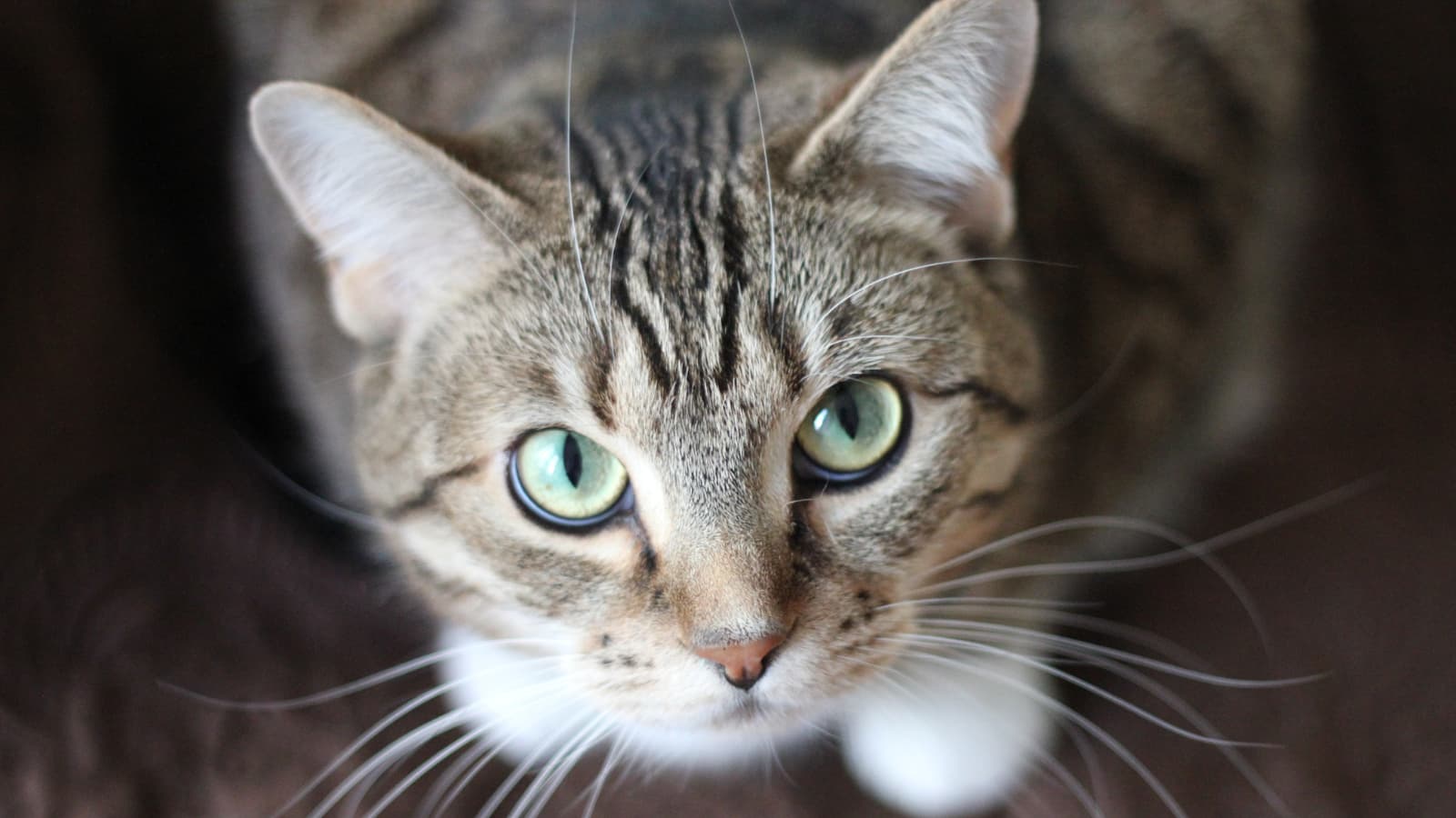 Oshkosh Area Humane Society pauses cat surrenders due to virus