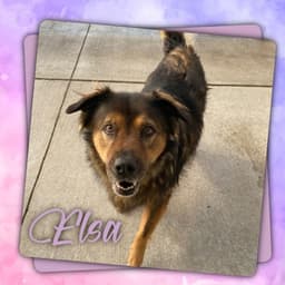 Meet Elsa! (Hour 2)