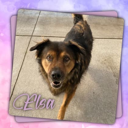 Meet Elsa! (Hour 2)