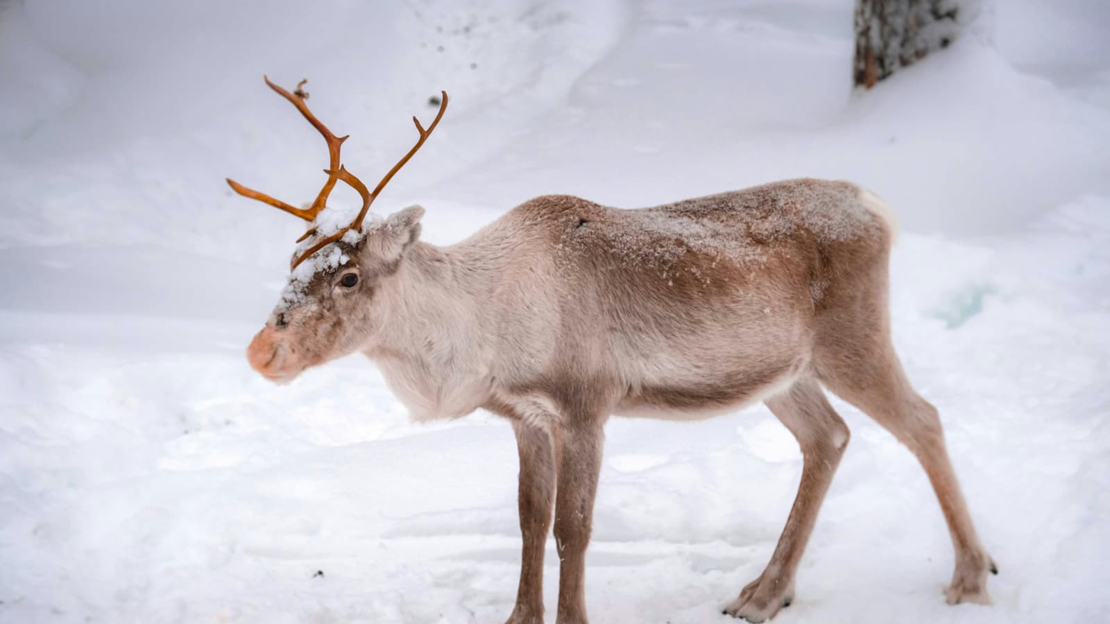 Reindeer on the Square changes location for Saturday