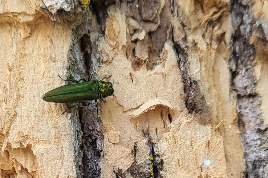 Apply to have your ash tree removed by the city of Wausau