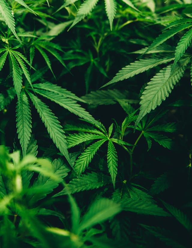 Reporter Anya van Wagtendonk on why weed isn’t legal in Wisconsin – there are many reasons. (Hour 1)
