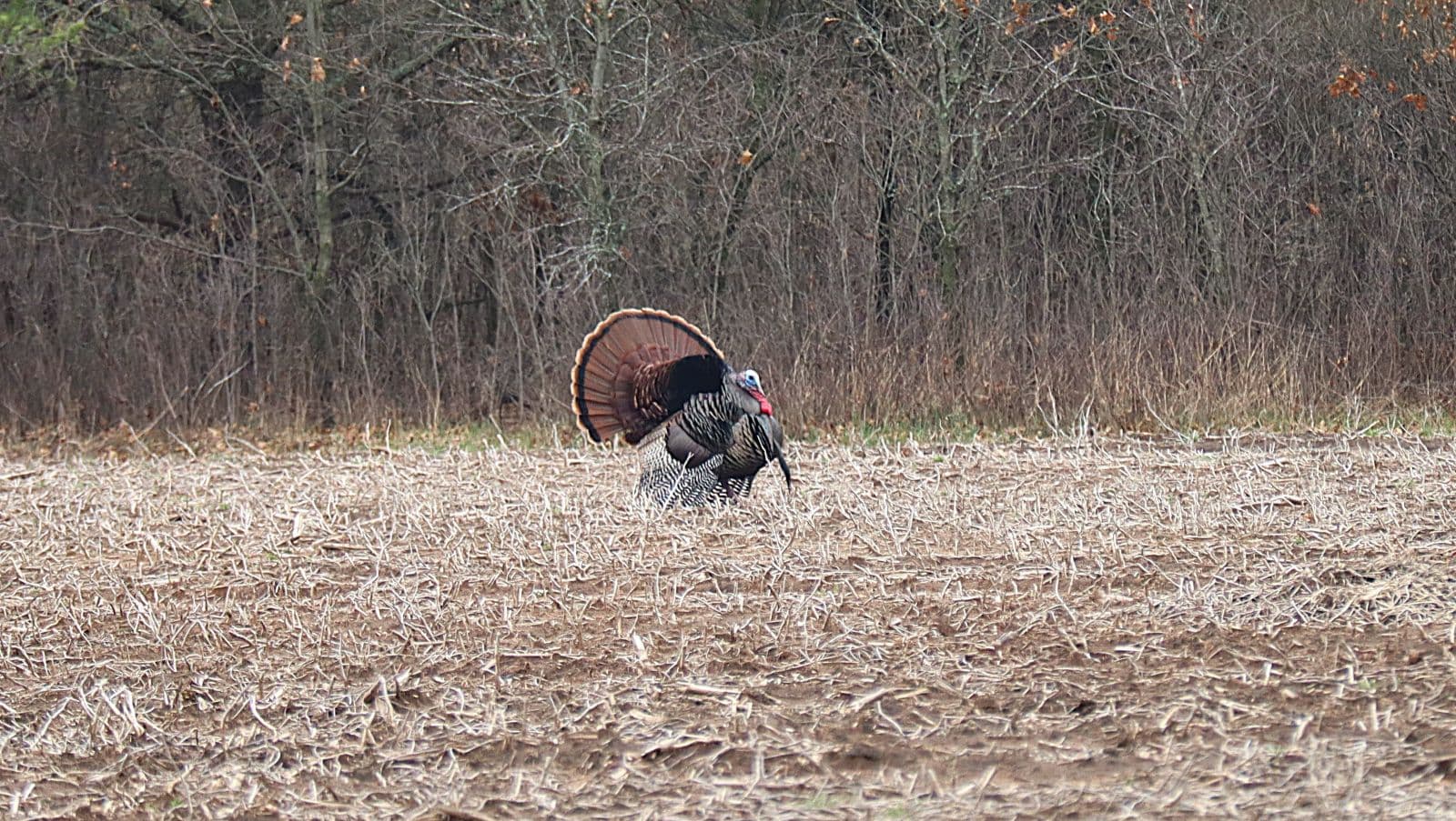 Turkey season is underway in Wisconsin