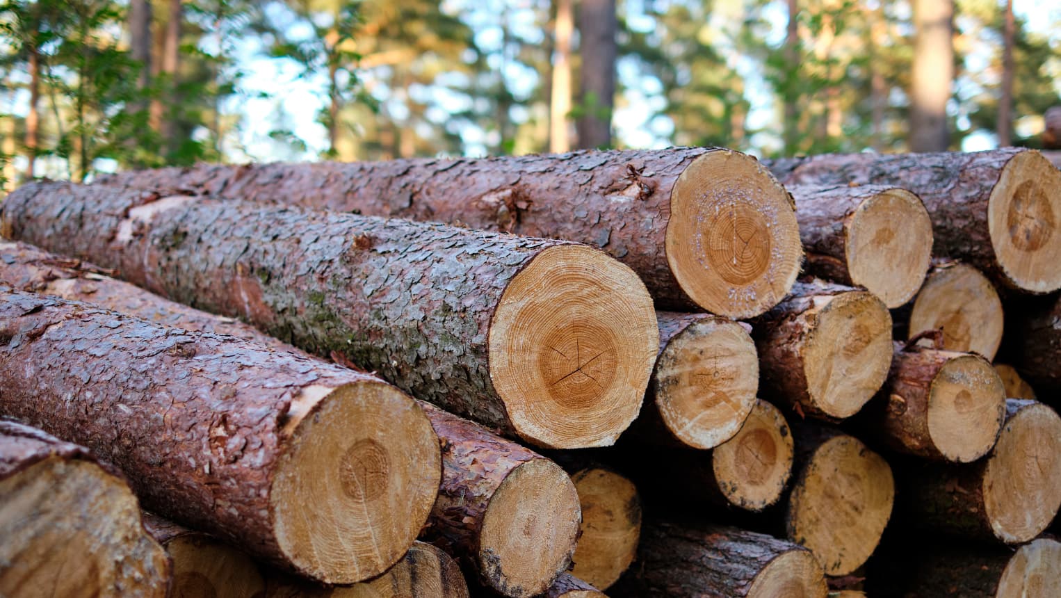 Evers signs Forestry Revitalization Act into law