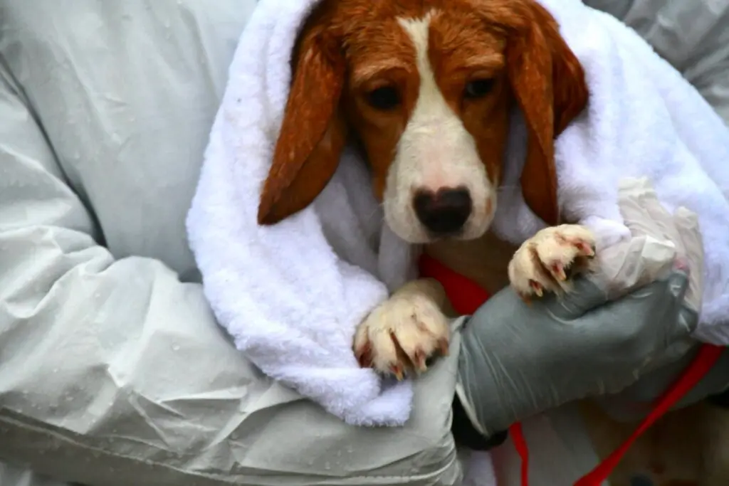 A chapter closes as the remaining Ridglan beagles are freed