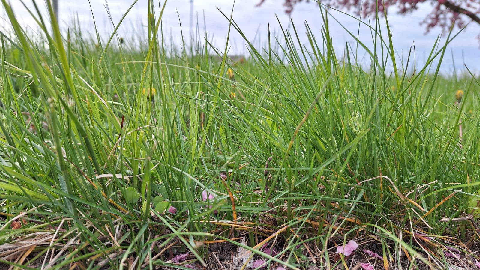 No ‘No Mow May’ in Wisconsin Rapids in 2026
