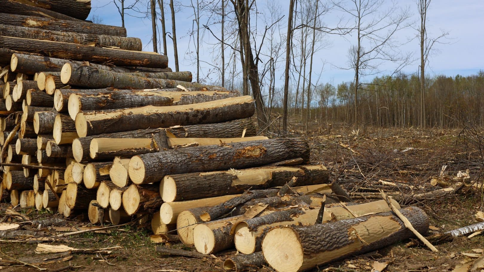 Mill closures, rising costs strain Wisconsin’s forest industry