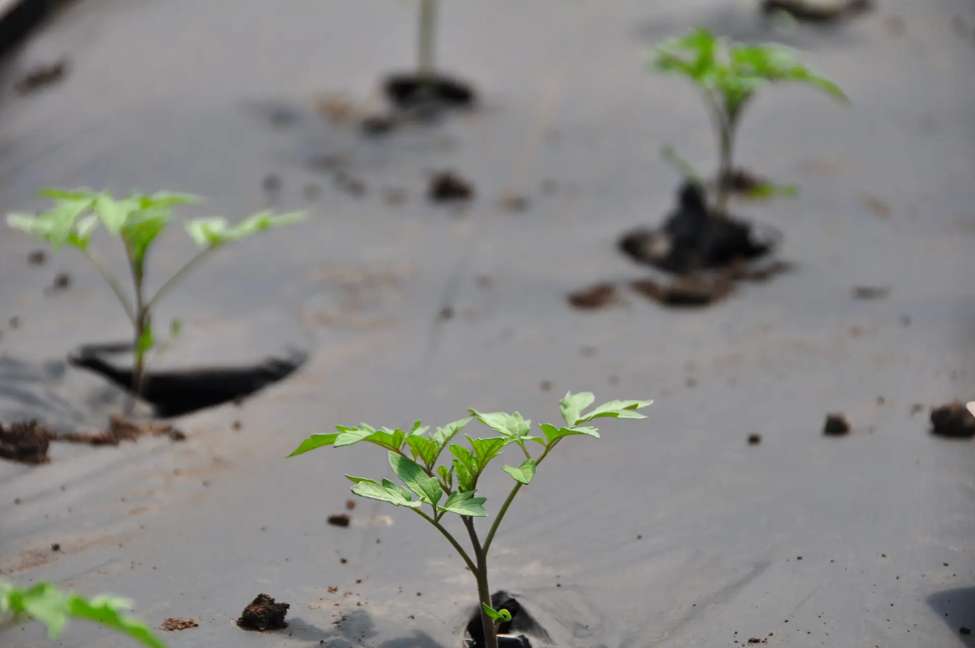 The USDA fired its experts on seed industry concentration. Then, it proclaimed it was working on the issue.