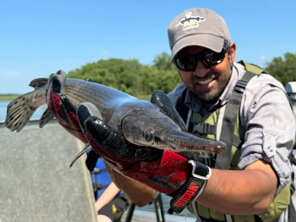 Trash fish? More like some of the oldest — and most important — species in Minnesota