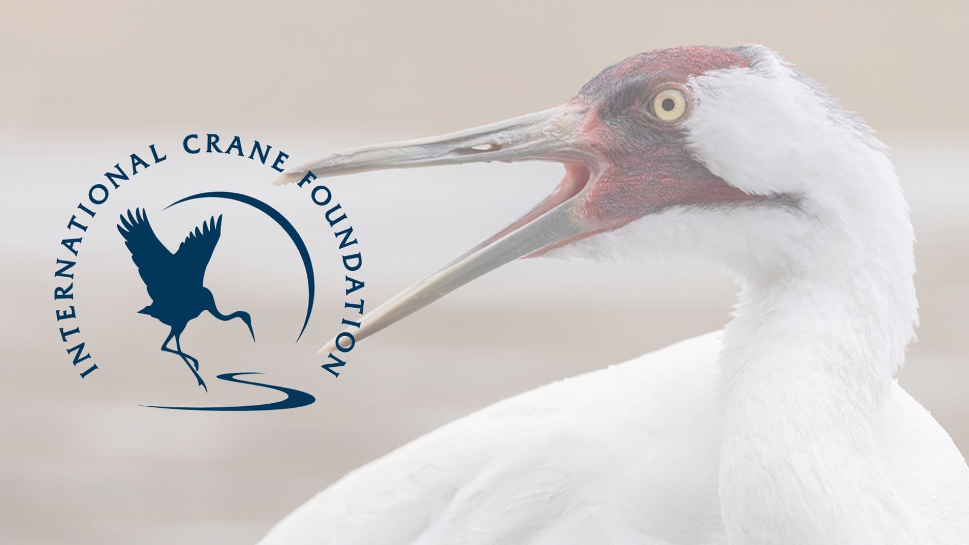 Evening with the Cranes to be held June 20
