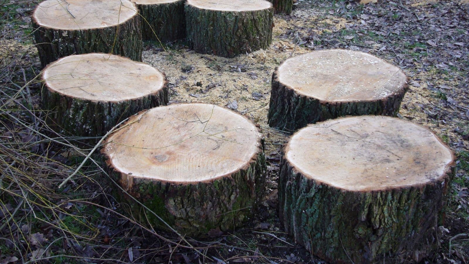 Menomonie Makes Progress on Rebuilding Urban Forest